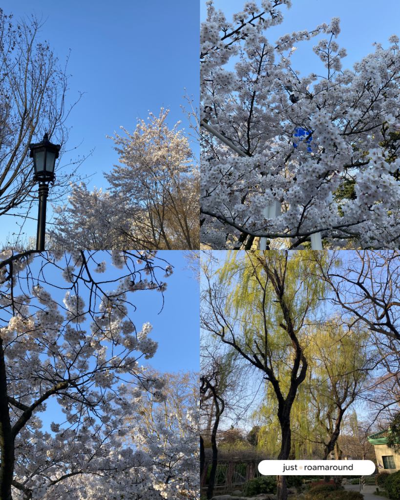 ชมซากุระที่ Qingdao Zhongshan Park