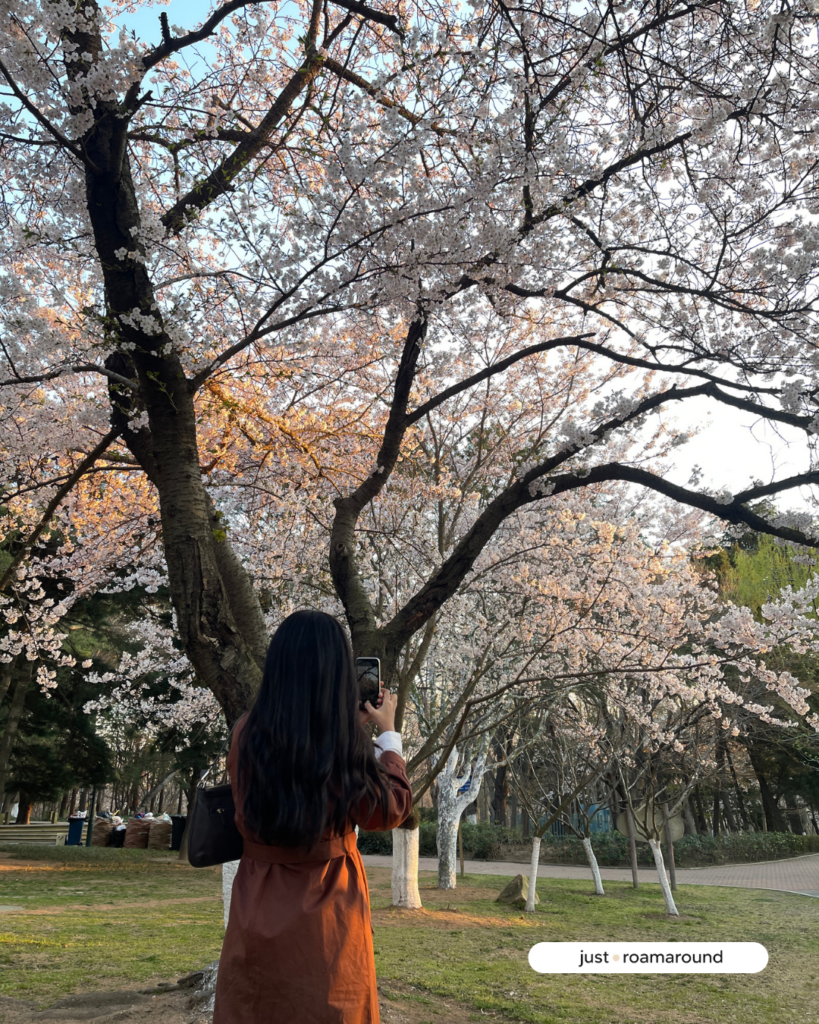 ชมซากุระที่ Qingdao Zhongshan Park